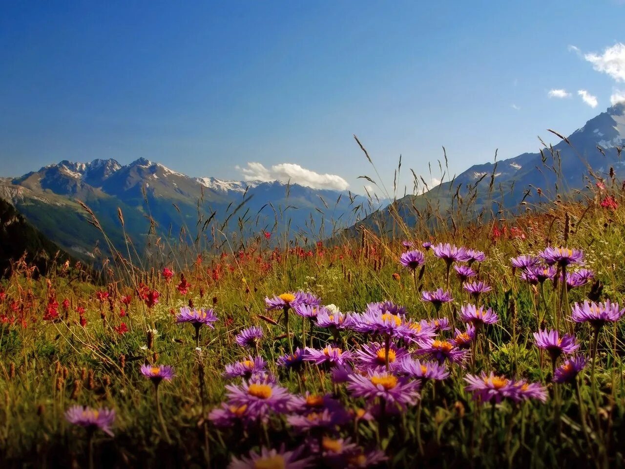 Flowers valley. Альпийские Луга Гималаи Непал. Долина цветов Индия национальный парк. Цветущая Долина Катманду. Национальный парк Долины цветов, Уттаракханд.