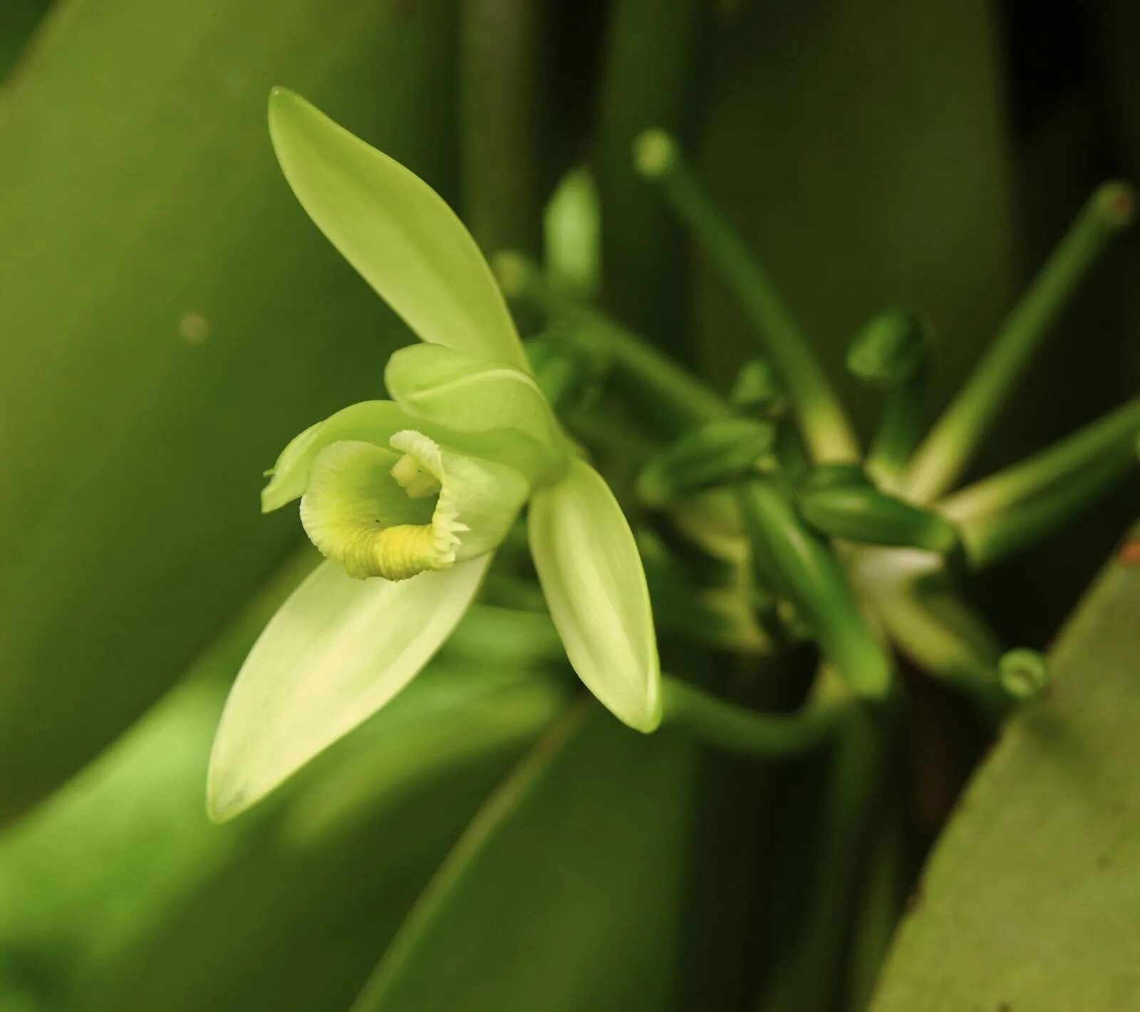 Vanilla plants. Бурбонская ваниль растение. Орхидея ваниль. Орхидея ваниль вариегатная. Ваниль v. planifolia плантации.