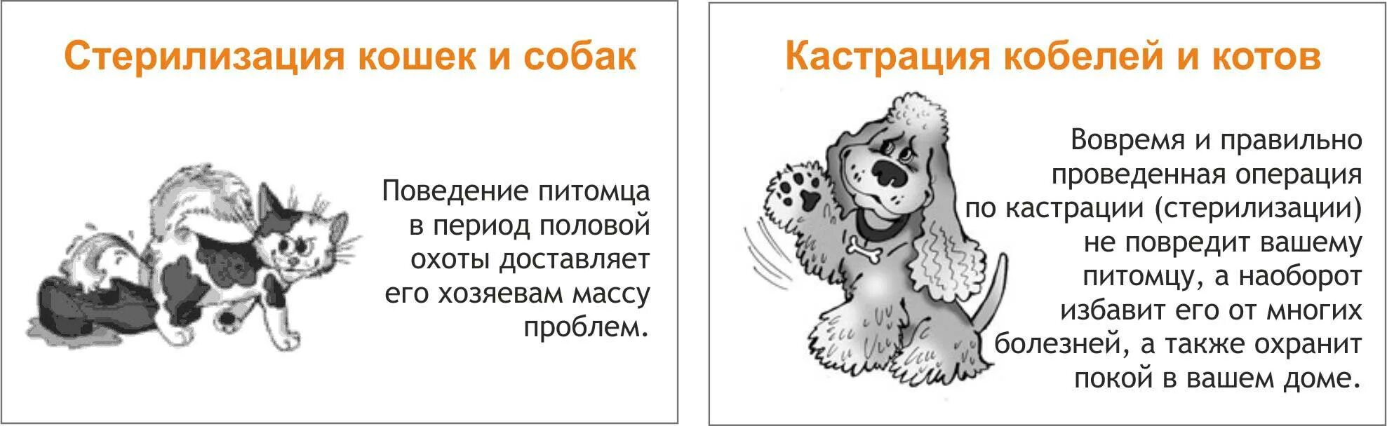Как выглядит стерилизация собак Картинки МАТКА И ЯИЧНИКИ СОБАКИ