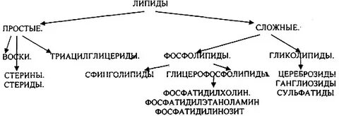 Липиды растворимы в кислоте