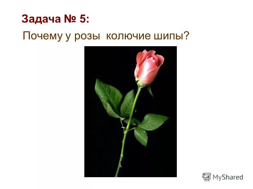 Почему розу назвали розой. Почему розы колючие. Почему у розы шипы. Почему у розы колючие шипы. Фраза у розы шипы колючие.