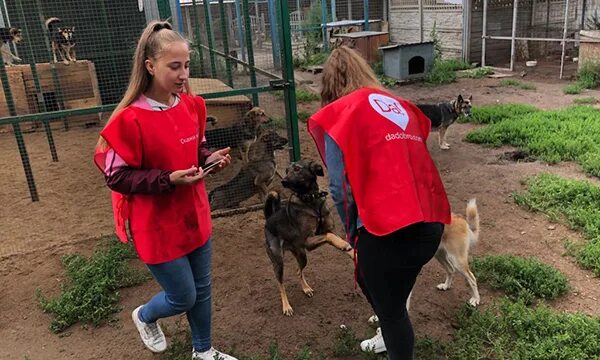 Сайт волонтеры животных. Волонтеры и животные. волонтеры в приюте для животных. приют для собак в брянске. нужны волонтеры в приют для животных.