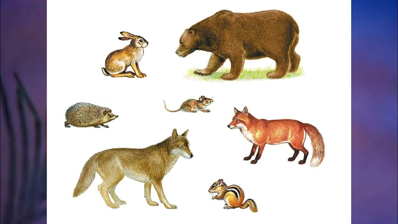 Про 1 зверей. Млекопитающие животные. Млекопитающие 1 класс. Млекопитающие окружающий мир. Звери млекопитающие 1 класс.