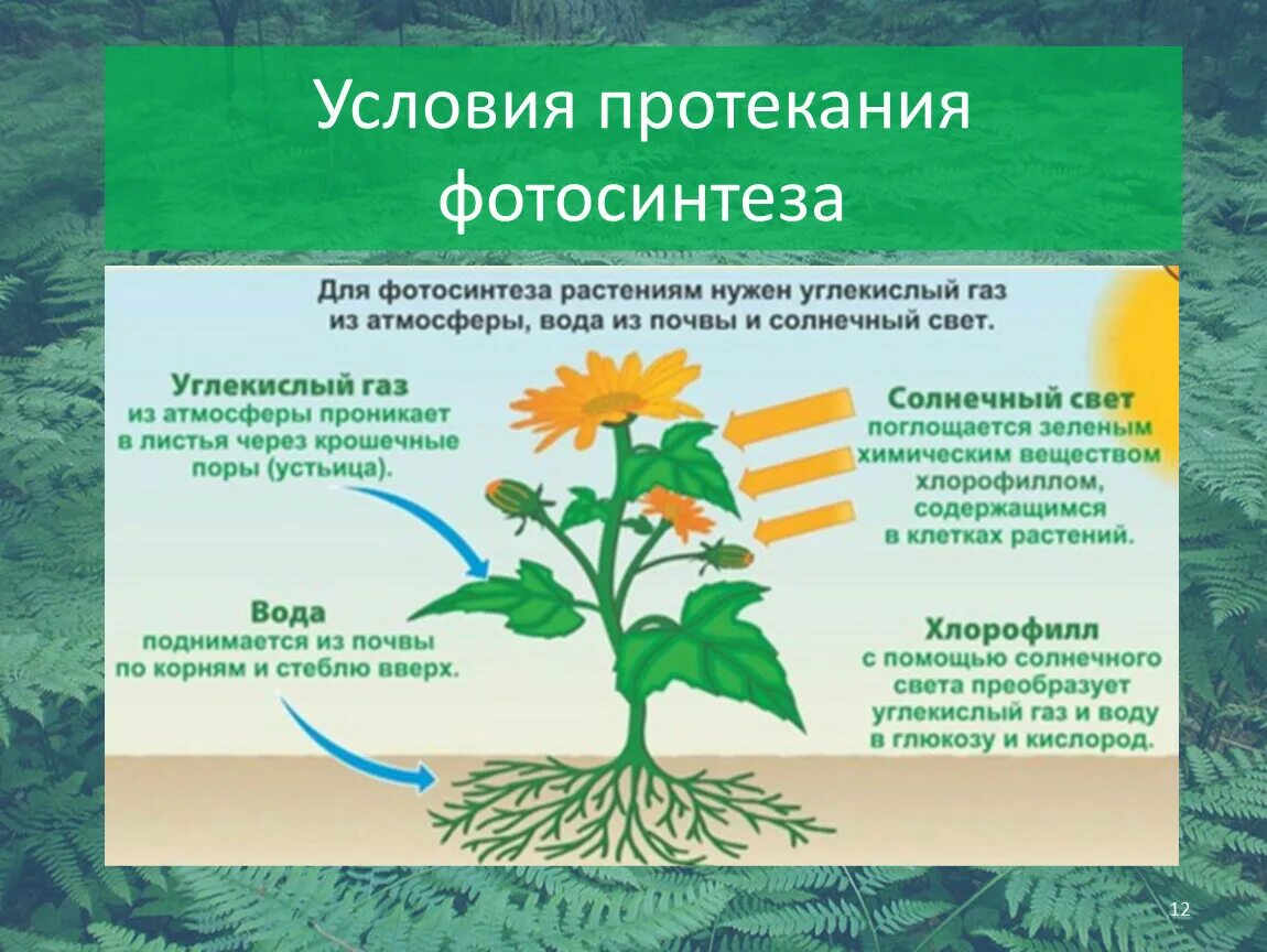 Фотосинтез. Условия протекания фотосинтеза. Для фотосинтеза необходимы. Условия для фотосинтеза растений.