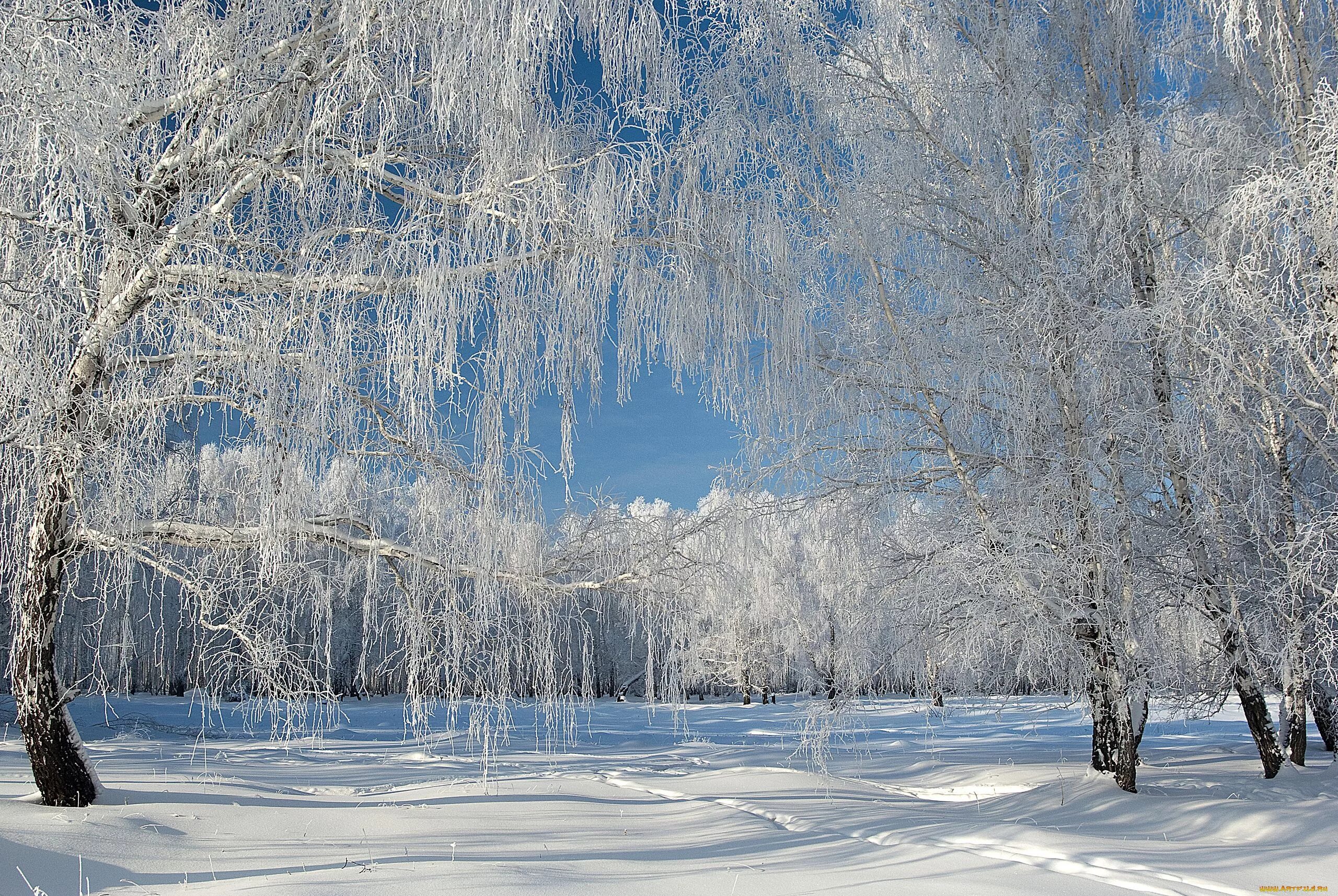 Красивая зима. Зимняя природа. Зима пейзаж. Красивая Снежная зима. Красивая природа февраль