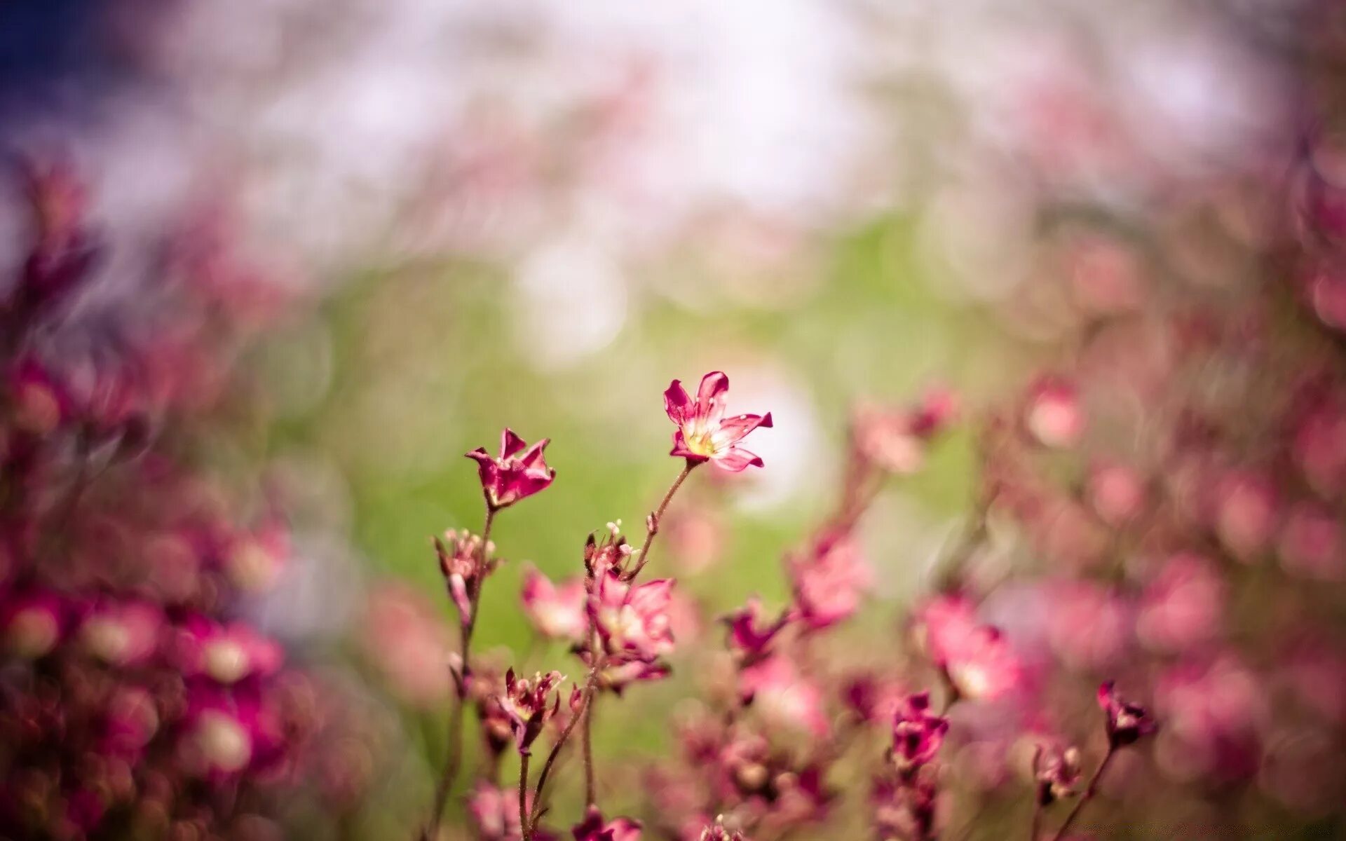 Красивый весенний фон. Цветы Макросъемка. Цветочный фон. Мелкие розовые цветочки. Природа размыто
