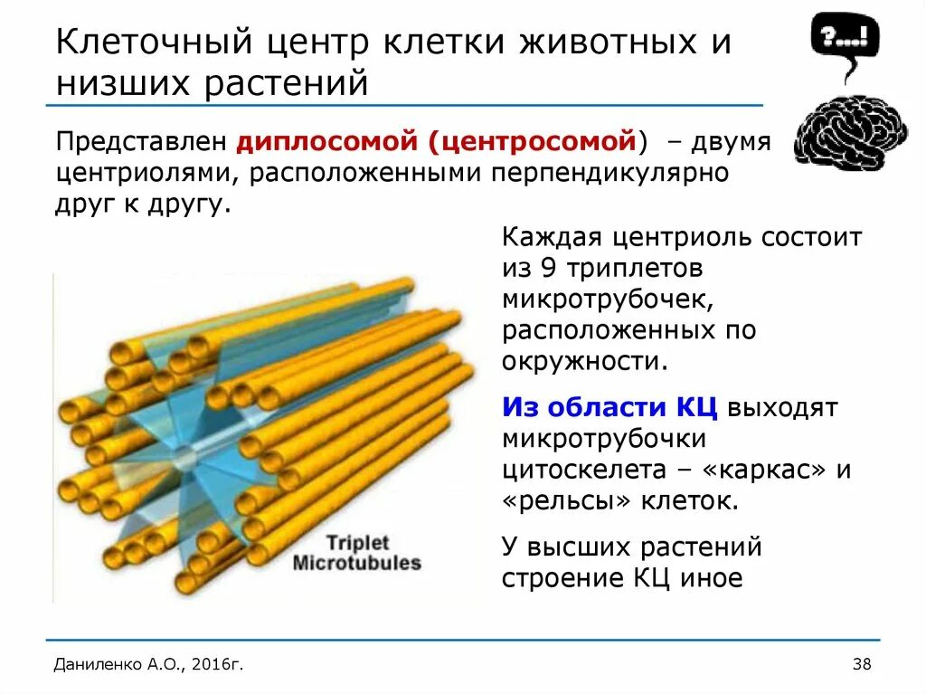 Клеточный центр признаки. Клеточный центр клетки строение и функции. Клеточный центр центросома строение и функции. Клеточный центр строение и функции. Состоит из 2 центриолей.