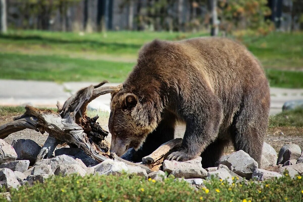 Бурый медведь Забайкальского края. Бурый медведь в Тюменской области. Медведь в деревне.