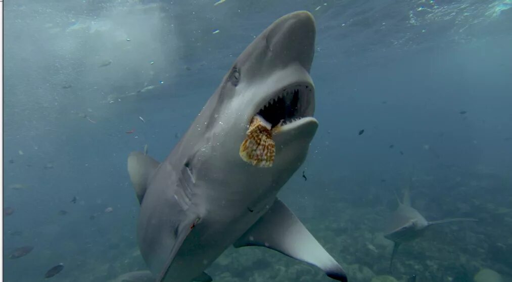 Купить акулу живую. Гренландская акула. Гренландская акула челюсти. Полярная акула.