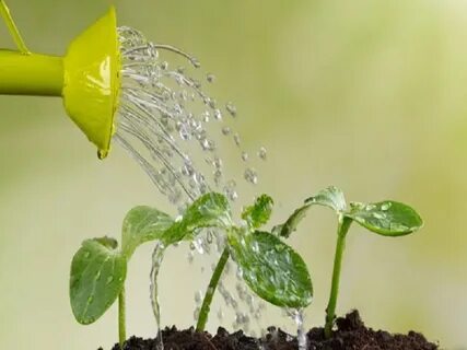 I was watering the plants