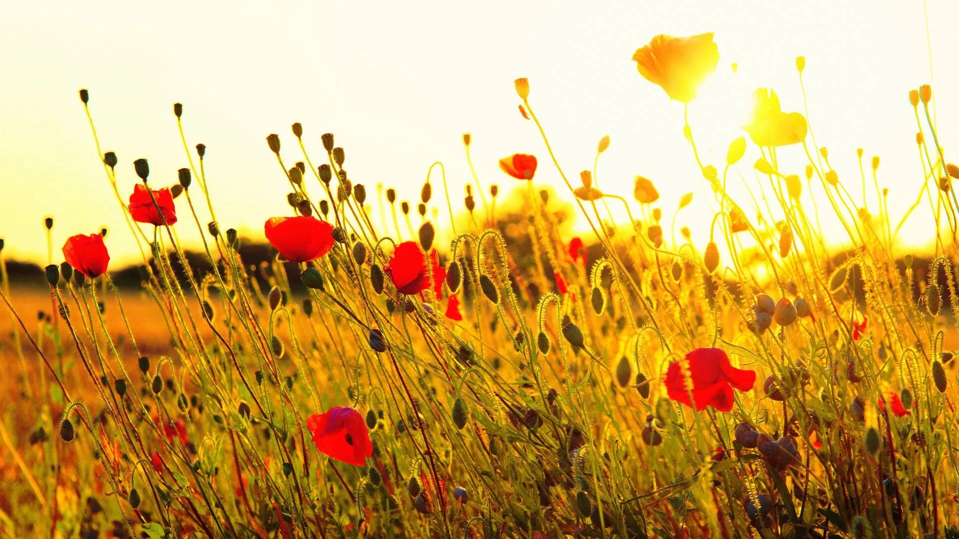 Солнечно цветные. Поле с цветами. Лето солнце. Цветы и солнце. Маковое поле.
