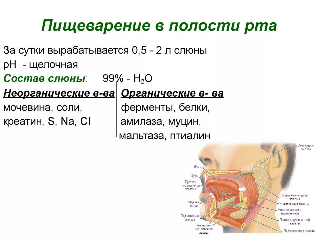 Слюна при уразе. Пищеварительный сок слюнных желез состав. Пищеварение в полости рта состав слюны. Пищеварение в ротовой полости состав слюны. Слюнные железы пищеварительный сок состав пищеварительного.