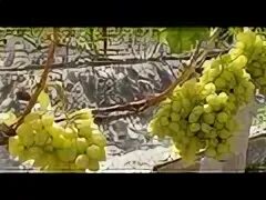 Виноград северных широт магнитогорский