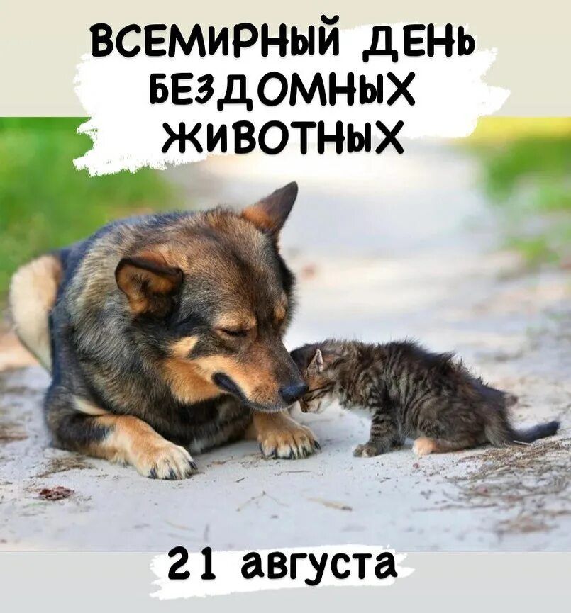 День защиты бездомных. Бездомные животные. международный день бездомных животных. бродячие животные. бездомный щенок.