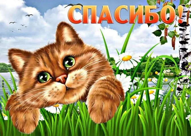 Кот говорит спасибо. Спасибо с животными. спасибочки котик. спасибо картинки с котиками. кот благодарит.