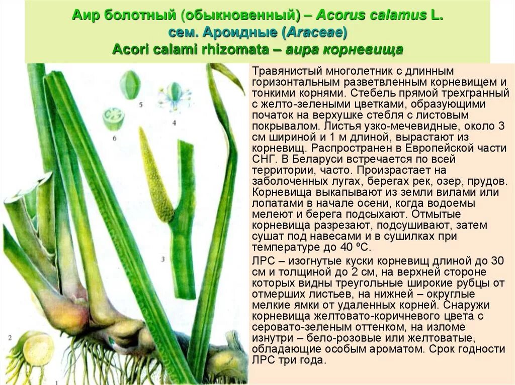 АИР обыкновенный корневища. АИР болотный (Acorus Calamus l.).. АИР обыкновенный - Acorus Calamus. Корневище аира болотного характеристики. Свойства белого корня