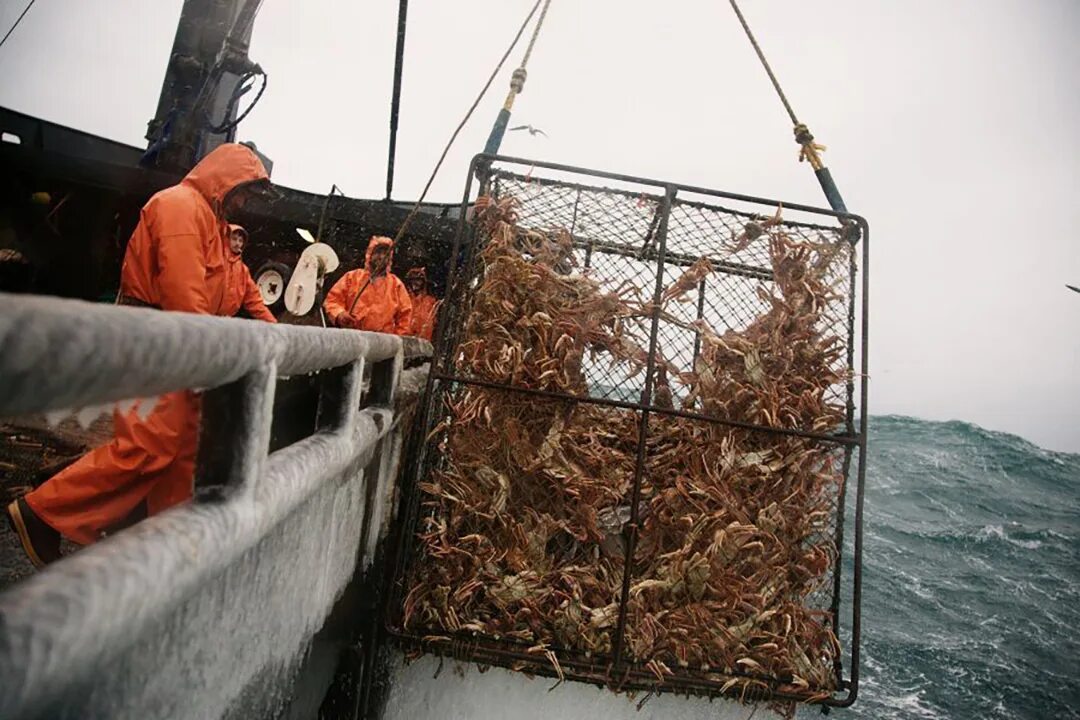 Работа на крабе. Краболовы Охотское море. Промысел Камчатского краба. Рыболовный промысел в Беринговом море. Траулер краболов.