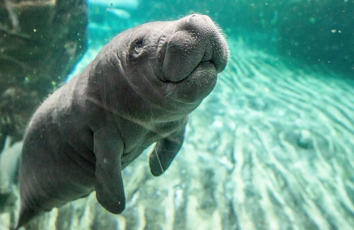 стеллерова морская корова. ламантины морские млекопитающие. ламантин морская корова. ламантин морская корова. американский ламантин.