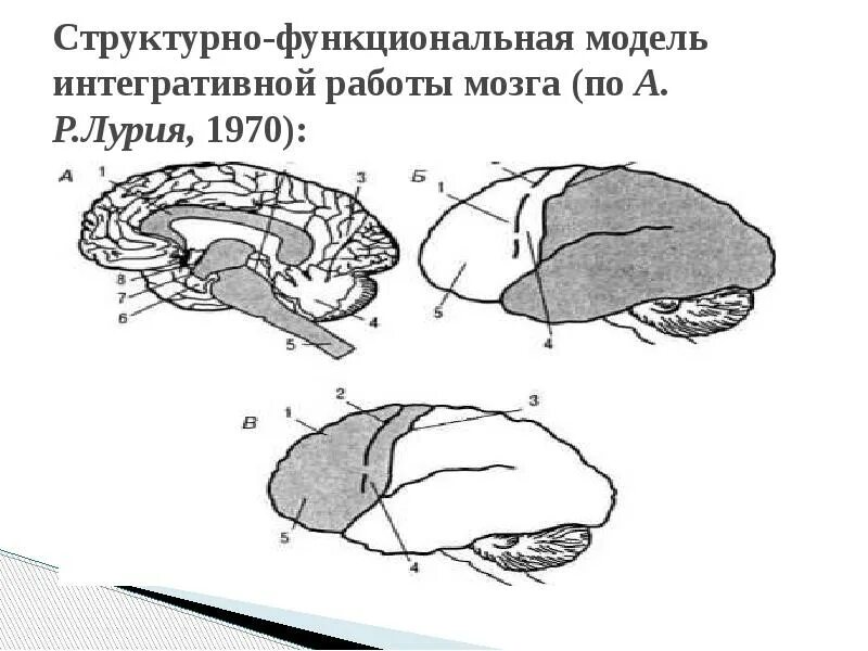 Презентация "Основные принципы строения мозга. Структурно-функциональная модель 