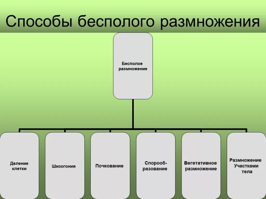 Каковы особенности бесполого размножения 6 класс