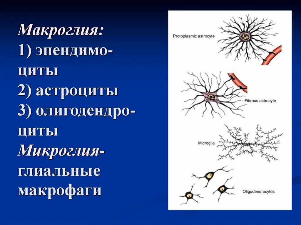 Микроглия клетки гистология. Астроцитарная макроглия. Микроглия олигодендроциты. Нейроглия макроглия и микроглия.