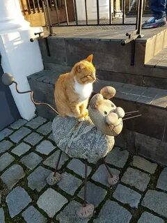 Калининградская область кошки