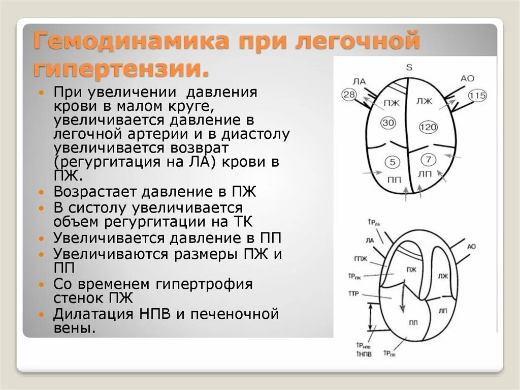 Давление в правом предсердии. Оценка давления в легочной артерии. Гемодинамика при легочной гипертензии. Измерение давления в легочной артерии при ЭХОКГ. Диаметр легочной артерии при легочной гипертензии.