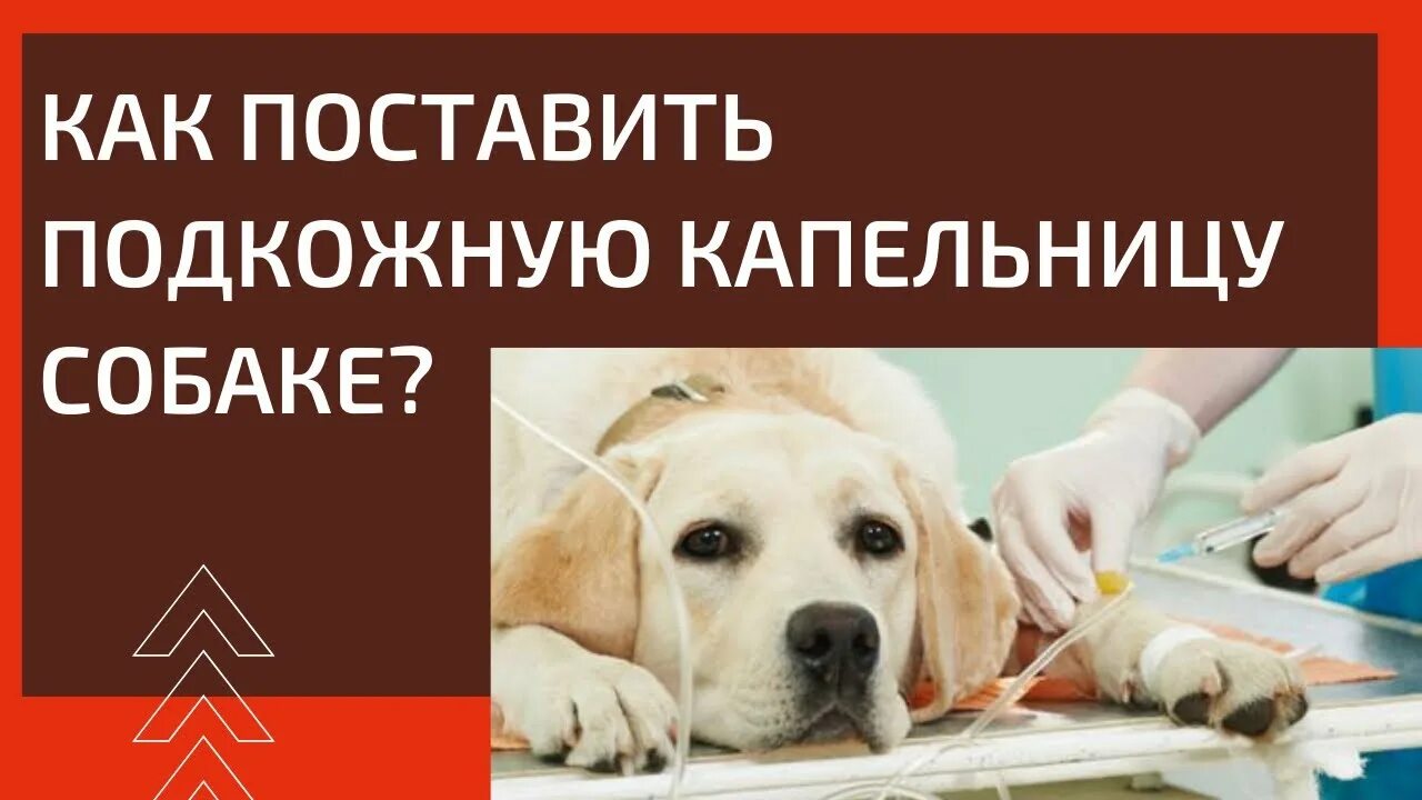 Как правильно поставить капельницу собаке. Капельница подкожно собаке. как поставить капельницу собаке. капельница в холку собаке. катетер для капельницы для собаки.