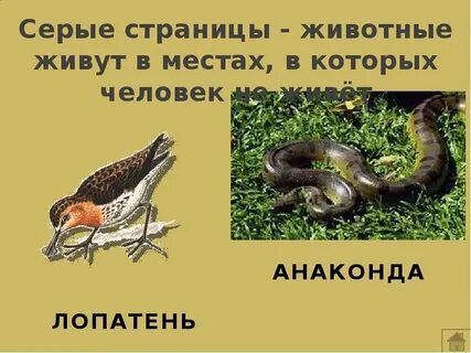 Красная книга серые страницы