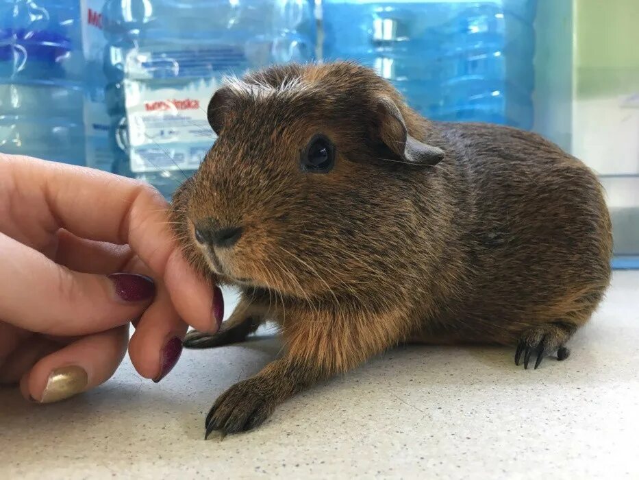 соневидный дегу. белка дегу. продам грызуна. белка дегу. заводчик шиншилл грызунов н.