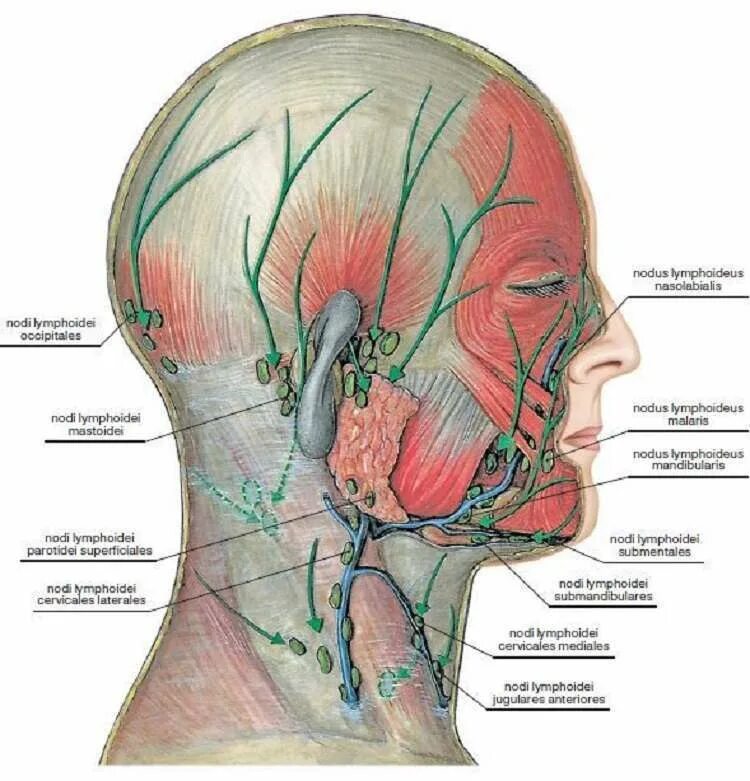 Затылок где находится. Лимфатическая система головы и шеи. Лимфатическая система лица и шеи схема. Сосцевидные лимфатические узлы схема. Анатомия лимфатической системы головы.