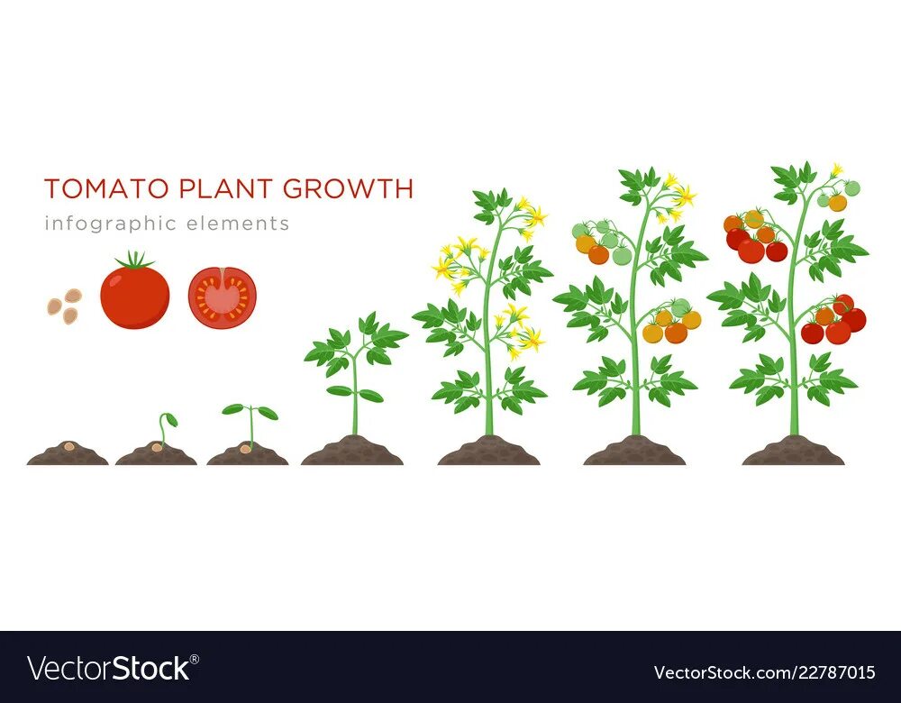 Фазы роста томата. Схема стадий роста помидор. Рост растений. Томат этапы роста.