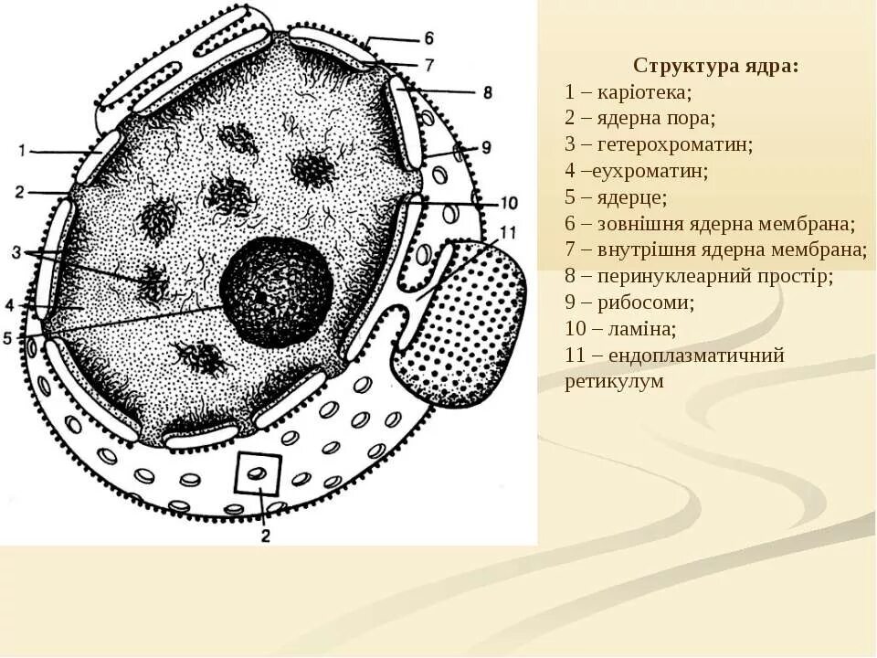 Ядро клетки схема