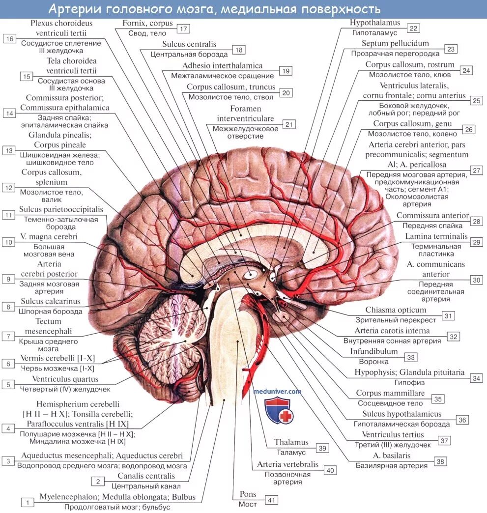 Мозговой латынь. Головной мозг анатомия латынь. Конечный мозг строение извилины. Извилины теменная доля головного мозга. Мозговой латынь.