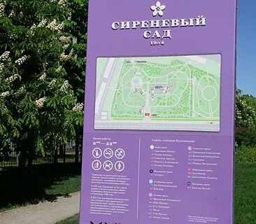 Сиреневый сад в москве как добраться