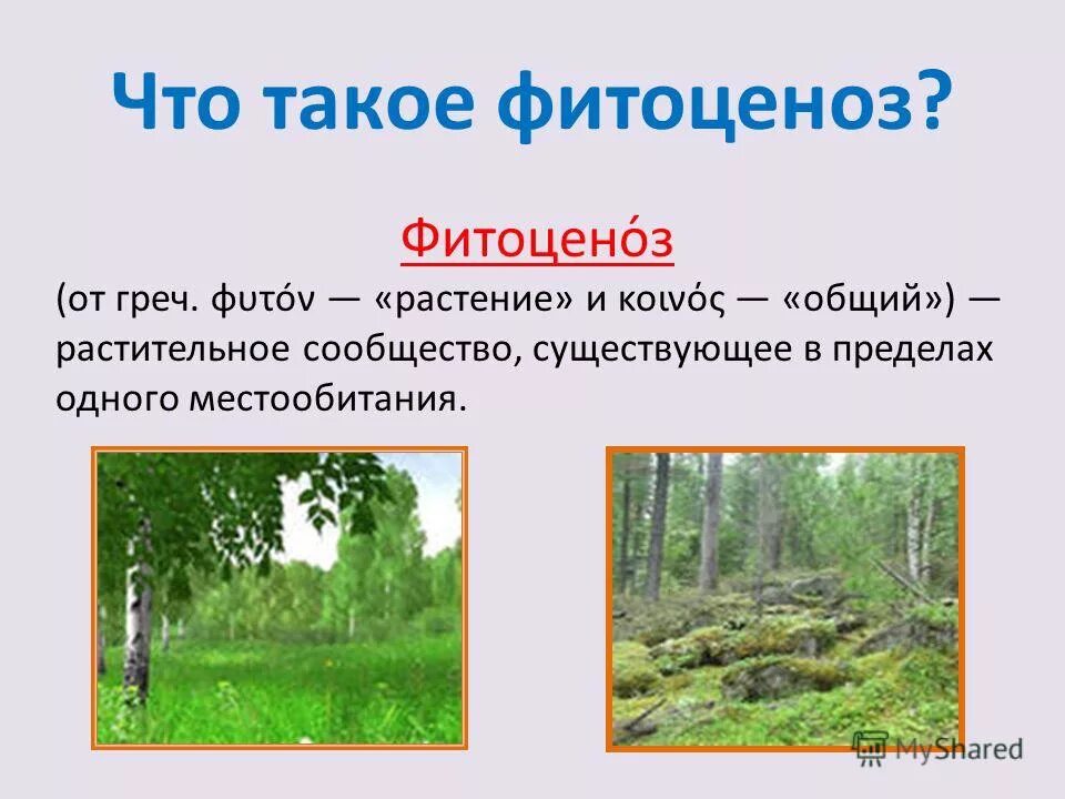 Признаки растительных сообществ. Фитоценоз. Растительные сообщества. Растительные сообщества леса.