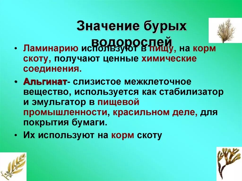 Каково значение бурых водорослей в жизни