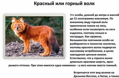 Доклад про красного волка из красной книги
