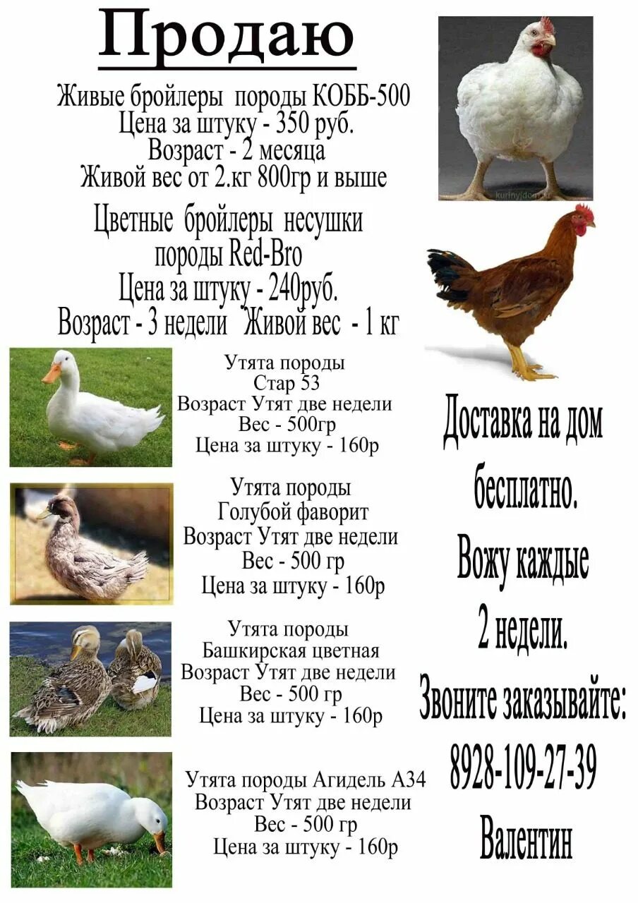 Куры редбро описание породы. Цветной бройлер xl. Бройлер xl 757. Бройлер росс 308 описание. Бройлер кобб 500.