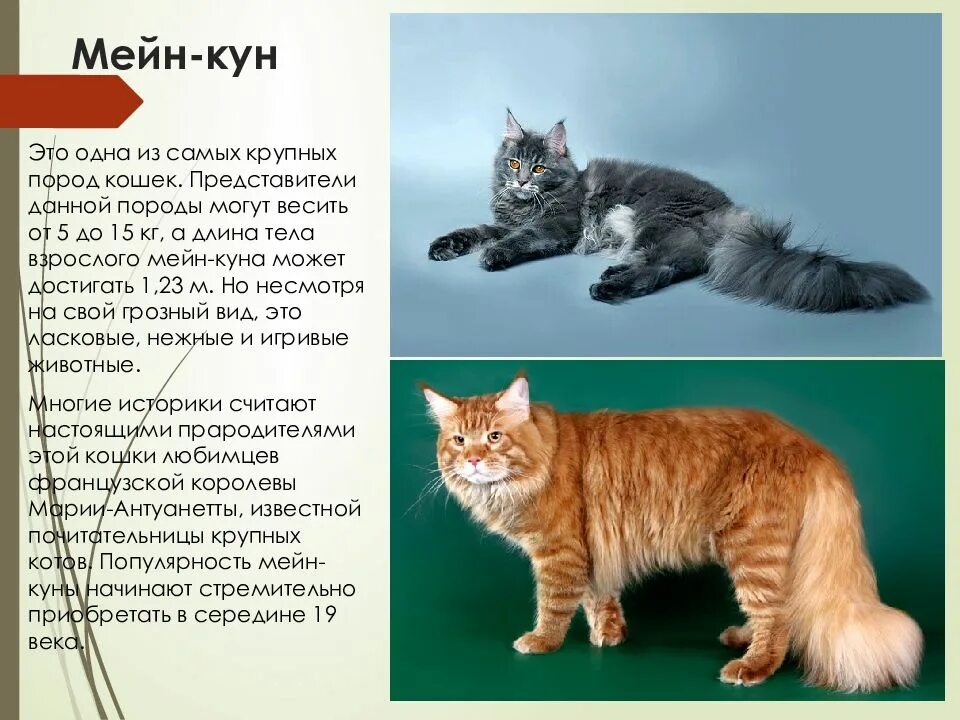 Описание характера пород кошек. Кот породы Мейн кун. Мейн кун рекс. Котята породы Мейн кун. Стандарты Мейн куна породные.