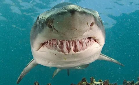 Подделка: фальшивое фото с акулой от National Geographic 9.