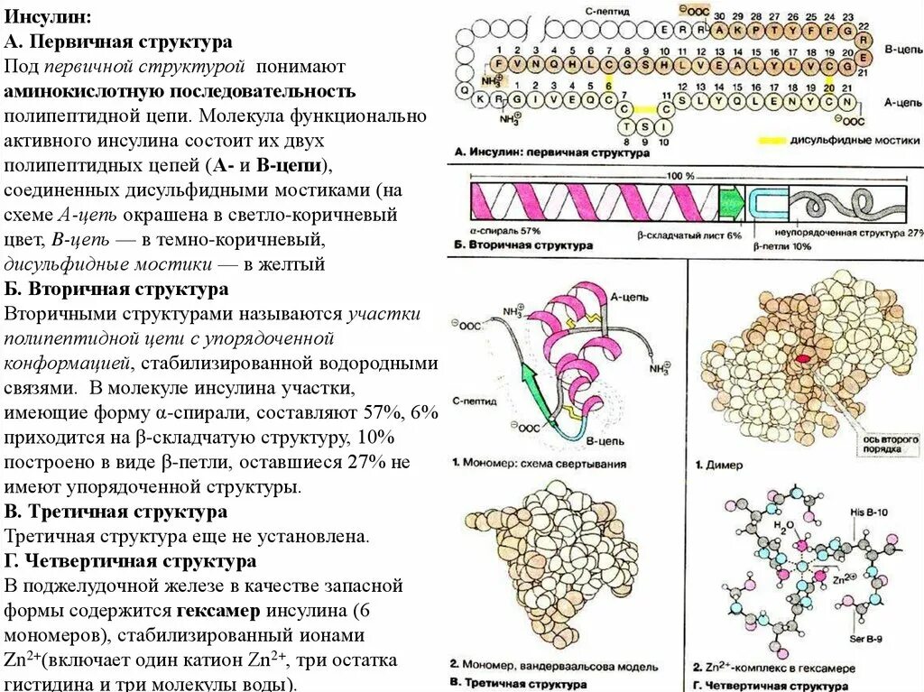 Инсулин строение и функции. Первичная структура молекулы инсулина. инсулин первичная вторичная третичная структура. инсулин структура. строение инсулина вторичная структура.