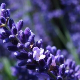 Lavandula angustifolia