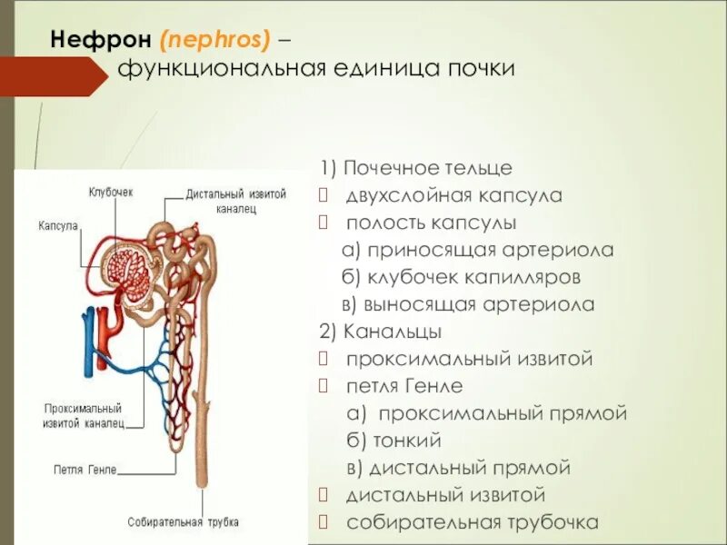 Каналец нефрона где