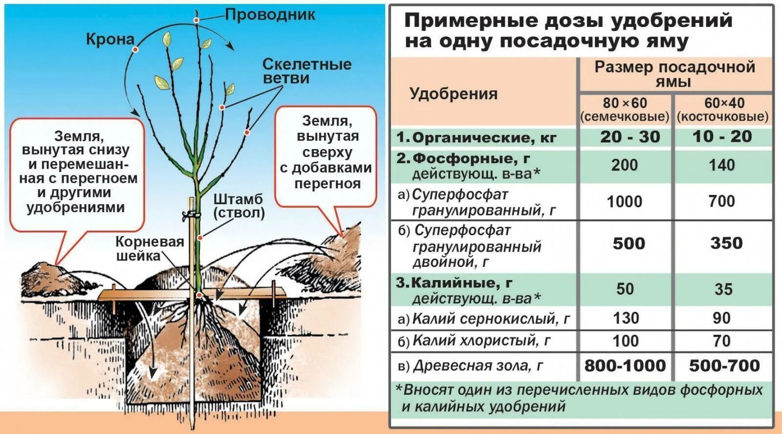 Когда лучше сажать деревья весной. Сроки посадки саженцев плодовых деревьев. схема выращивания плодовых саженцев. посадка саженцев плодовых деревьев весной груши. схема подкормки плодовых деревьев.