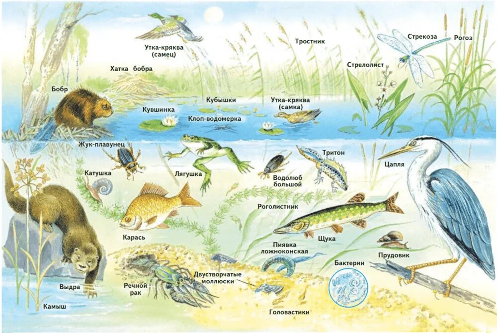 Обитатели пресноводного водоема схема. Цепи питания в водоёме картинки. Схема водоёмов окружающий мир. Цепь питания животных пресного водоёма. Составить пищевую цепь водоема