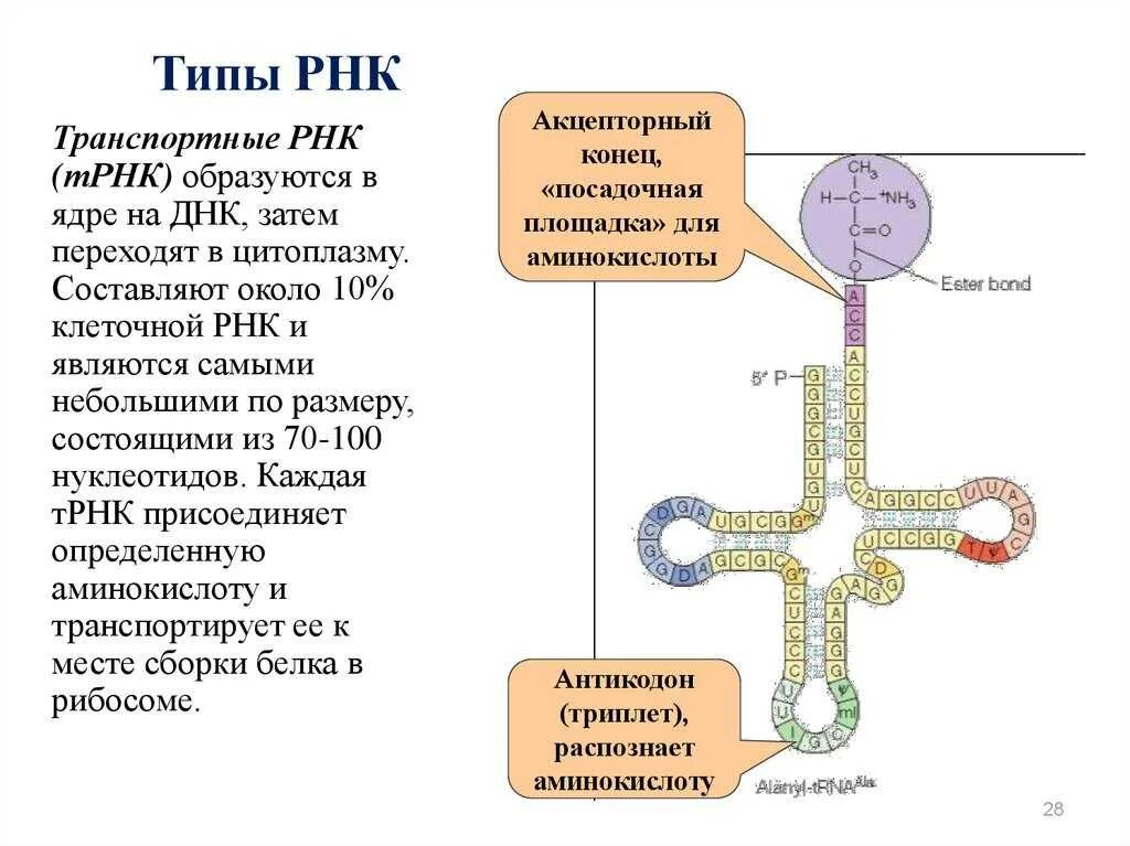 Особенности молекулы рнк. Функции ТРНК кратко. Процесс синтеза т РНК. ДНК РНК ТРНК ИРНК МРНК.