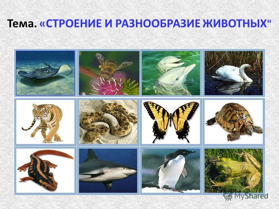 Многообразные животные. Окружающий мир 3 класс разнообразие животных видео. Картинки животных. Разнообразие животных. Разнообразие животных 3 класс.