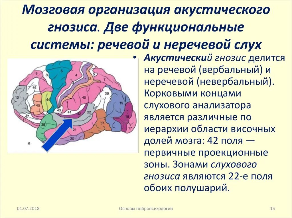 Мозговая организация слухового гнозиса. Нарушение речевого слухового гнозиса. Локализация слухового гнозиса. Слуховой Гнозис локализация в мозге. Нарушение развития головного мозга