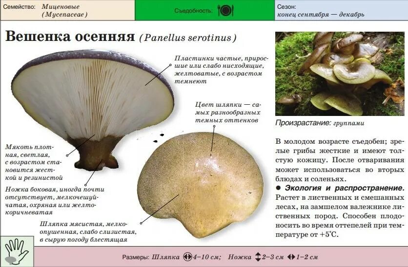 Лесная вешенка гриб. Вёшенка обыкновенная съедобные грибы. Строение гриба вешенка. Гриб вешенка описание. Вёшенка обыкновенная съедобные грибы.